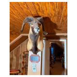 Taxidermy Shoulder Mount Corsican Ram