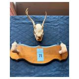 .Taxidermy White Tailed Deer