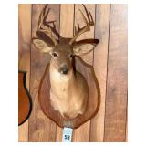 Taxidermy Shoulder Mount White Tailed Buck