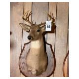 Taxidermy Shoulder Mount White Tailed Buck