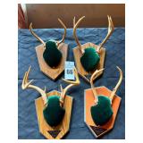 Taxidermy Deer Antler Mounts