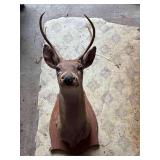 Mounted Deer Head