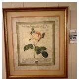 Pierre-Joseph Redoute Framed Painting Lithograph