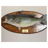 Taxidermy, largemouth bass