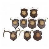 9 Antler Mount, Most from Potter County w/ Plaques