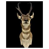 Pronghorn Deer Shoulder Mount