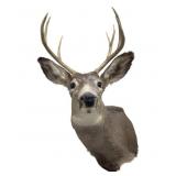 7 Point Whitetail Deer Shoulder Mount
