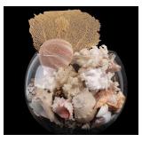 Large Collection of Sea Shells and Coral