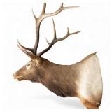 Elk Shoulder Mount
