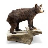 Black Bear Cub Full Body Taxidermy