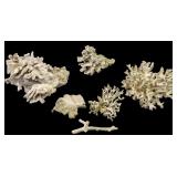 9 Pieces of Early Coral