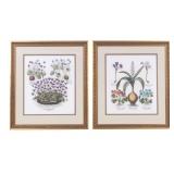 Vintage Botanical Color Lithographs