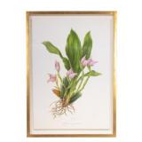 Carol Woodin (Am 20th C) Botanical Shadowbox Print