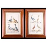 Antique French Hand Tinted Bird Lithographs