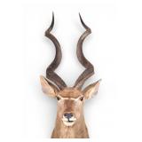 Taxidermy Great Kudu Head Mount