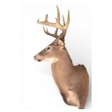 Taxidermy Whitetail Deer Head Mount