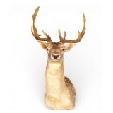 Taxidermy Fallow Deer Head Mount