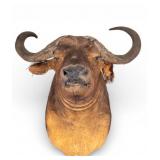 Taxidermy Water Buffalo Head Mount