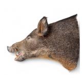 Taxidermy Wild Boar Head Mount