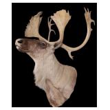 Moose Head Taxidermy Trophy Mount