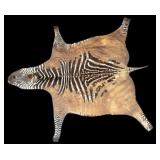 Large Zebra Hide Pelt Rug