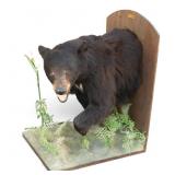 1972 Canadian Black Bear Half-Body Mount