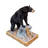 Black Bear Full-Body Taxidermy Mount on Base
