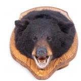 Black Bear Taxidermy Head Trophy Mount