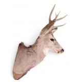 Whitetail Deer Shoulder Taxidermy Mount ~13" W
