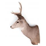 Whitetail Deer Shoulder Taxidermy Mount ~14"W