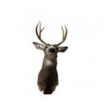 Taxidermy Deer Shoulder Mount
