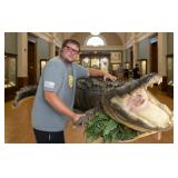 American Alligator Trophy Taxidermy Mount ~12