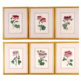 19th C Hand-Tinted Botanical Engravings E.D. Smith