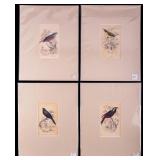 Antique 19th C Hand-Tinted Bird Engravings (4)