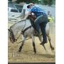 Horse Tack Auction Horse Tack Auction