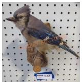 Blue Jay Taxidermy