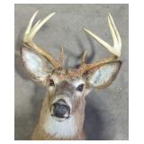 Deer Mount Taxidermy