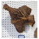 Bird Mount Taxidermy