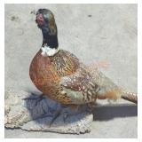 Bird Mounts Taxidermy