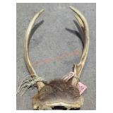 Antler Mount