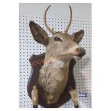 Deer Mount with Hooves