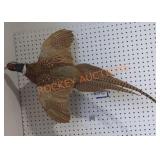 Ring Neck Pheasant Taxidermy