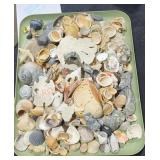 Large Sea shells lot