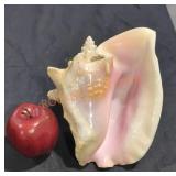 Large conch shell