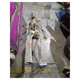 Halloween Skeleton