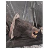 Taxidermy of bear head.
