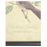 Framed print 'rose breasted grosbeak'