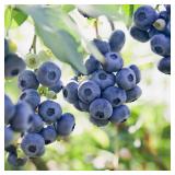 Blueberry Jersey, Live Bare Root Plant (Bag 1)