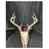 Mounted Deer Skull with Antlers