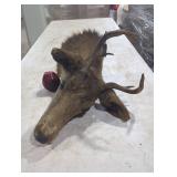 Vintage Deer Taxidermy Mount Head